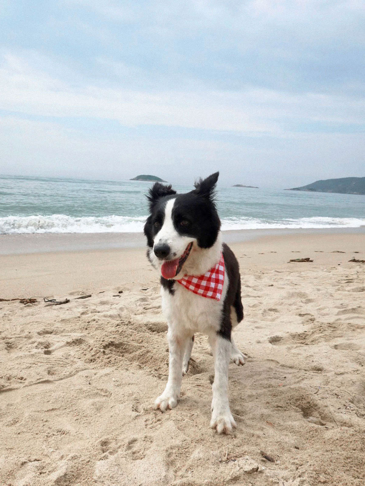 SpiArt Pamuk Üçgen Şal for Pets