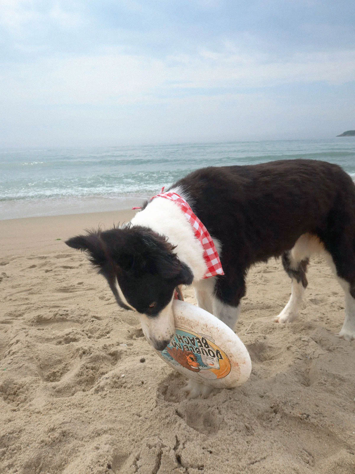 SpiArt Pamuk Üçgen Şal for Pets
