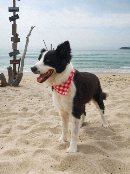SpiArt Pamuk Üçgen Şal for Pets